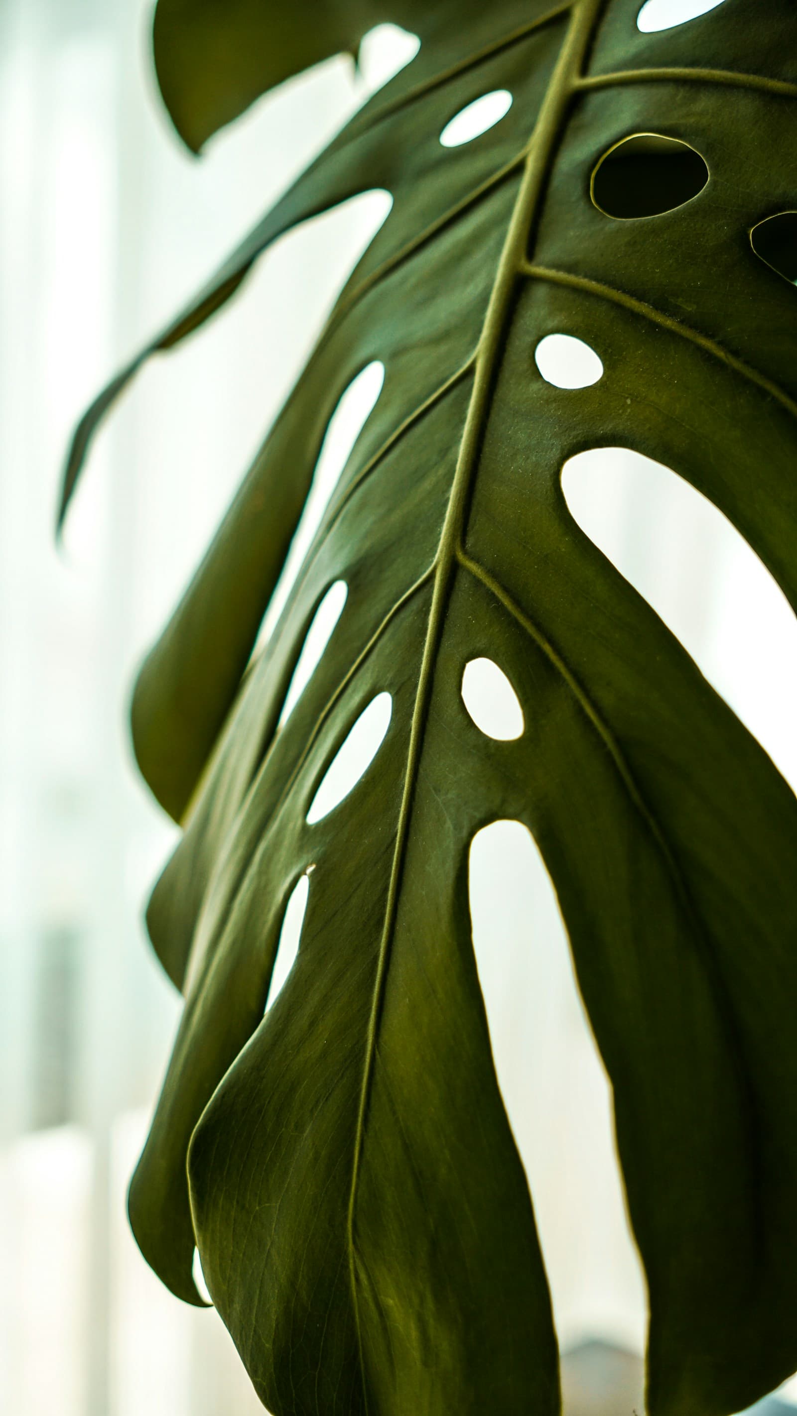 A monstera leaf in window light